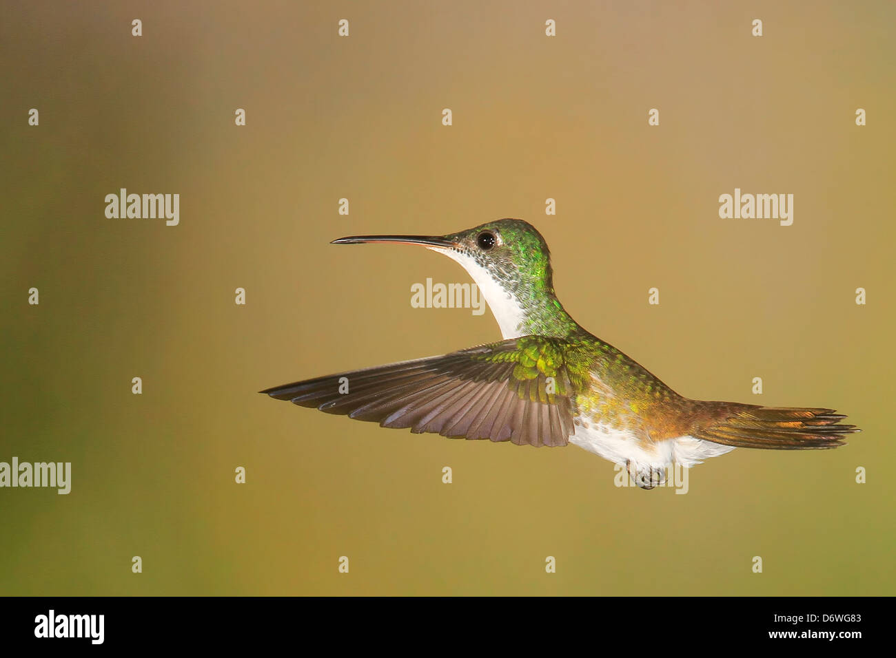 Emerald Hummingbird andine ( Amazilia franciae ) en vol par Mark J Thomas Banque D'Images