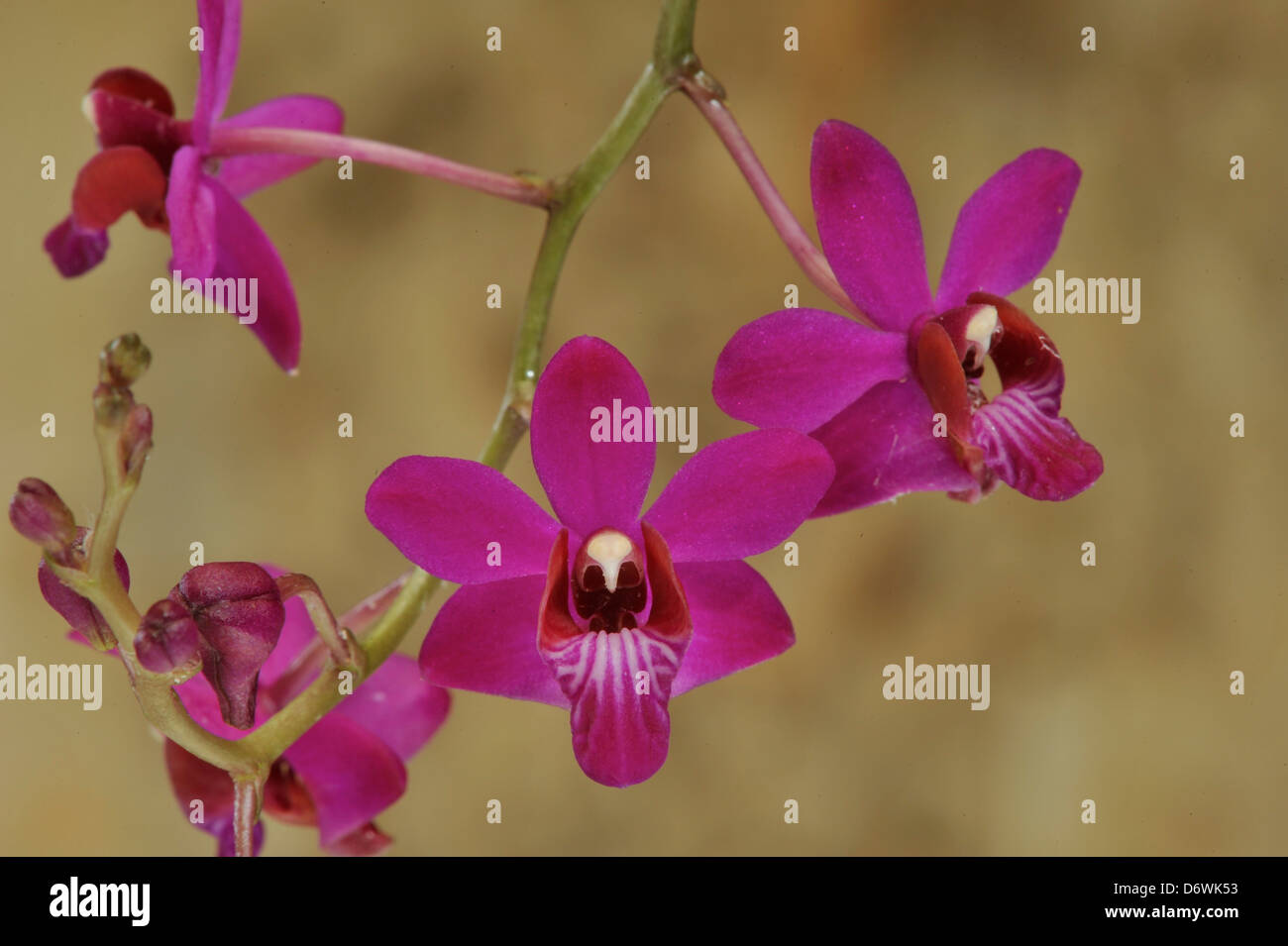 Doritis pulcherrima "upaporn' suis/RHT sélectionné cloner d'une orchidée tropicale miniature de Thaïlande Banque D'Images