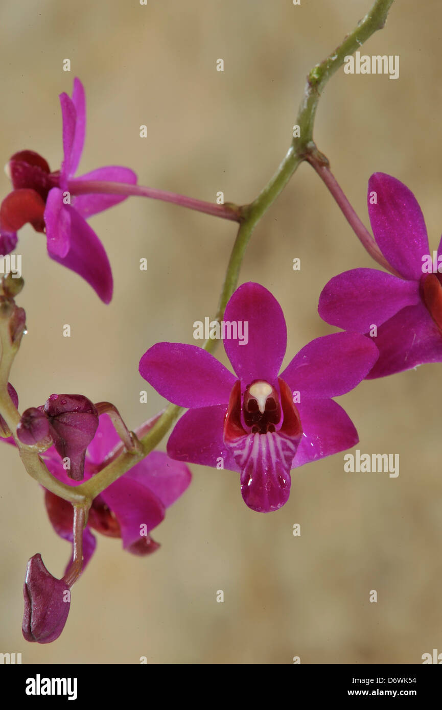 Doritis pulcherrima "upaporn' suis/RHT sélectionné cloner d'une orchidée tropicale miniature de Thaïlande Banque D'Images