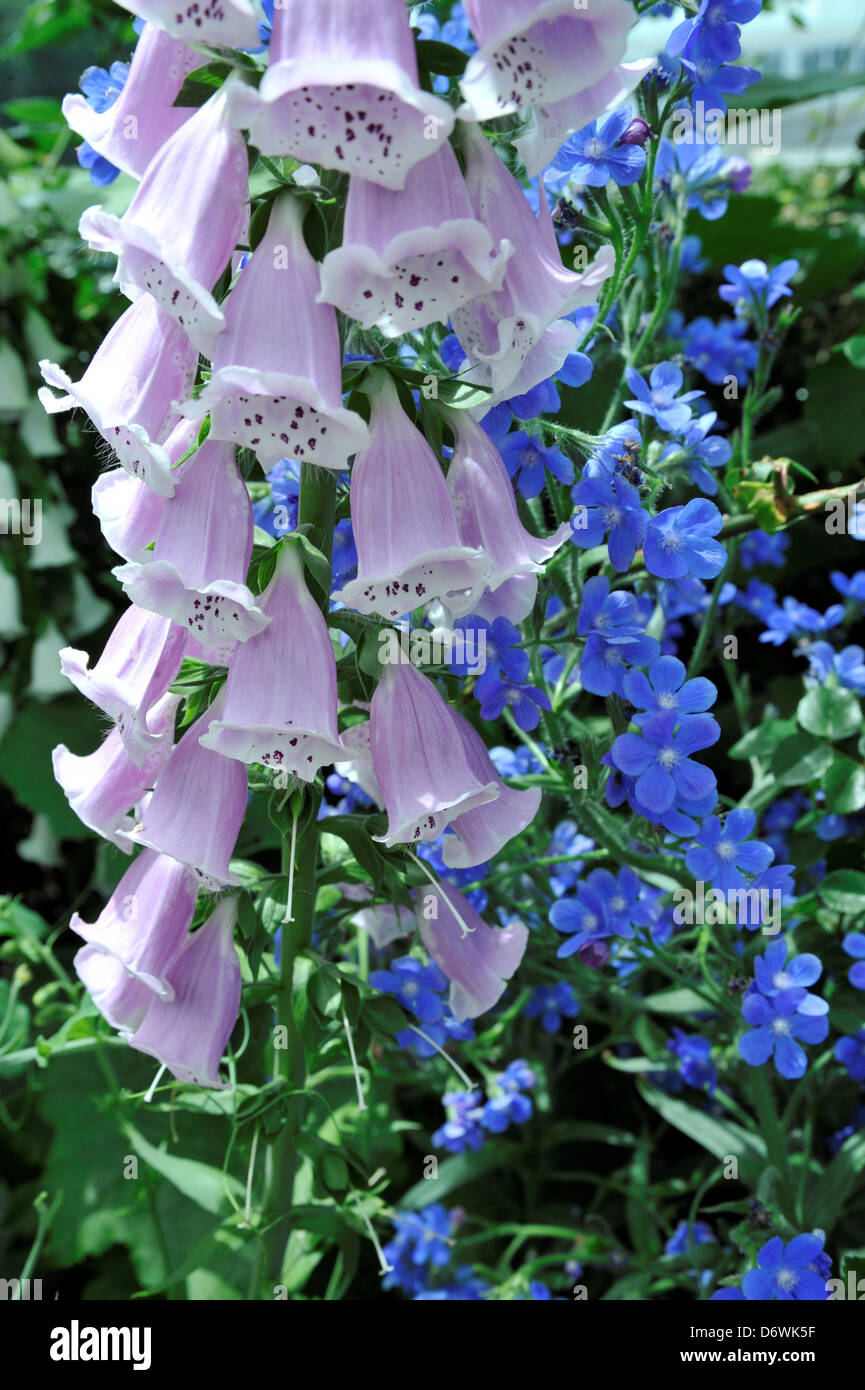 La digitale pourpre (Digitalis) bleu Anchusa azurea 'Dropmore' Giverny Monet's Garden New York Botanical Garden, Bronx New York New Banque D'Images