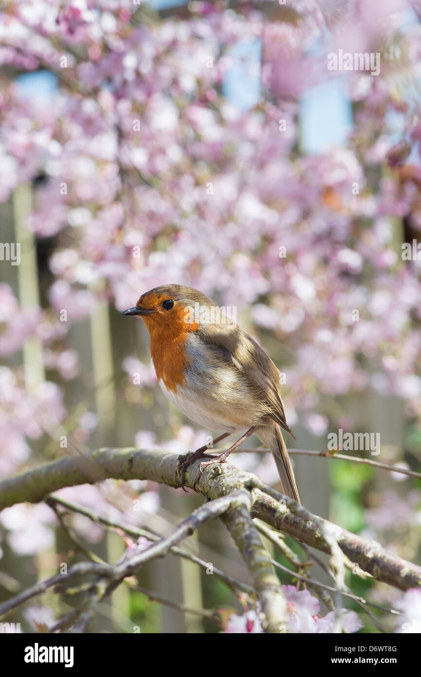 Erithacus rubecula aux abords. Robin assis parmi les cerisiers en fleurs dans un jardin anglais Banque D'Images
