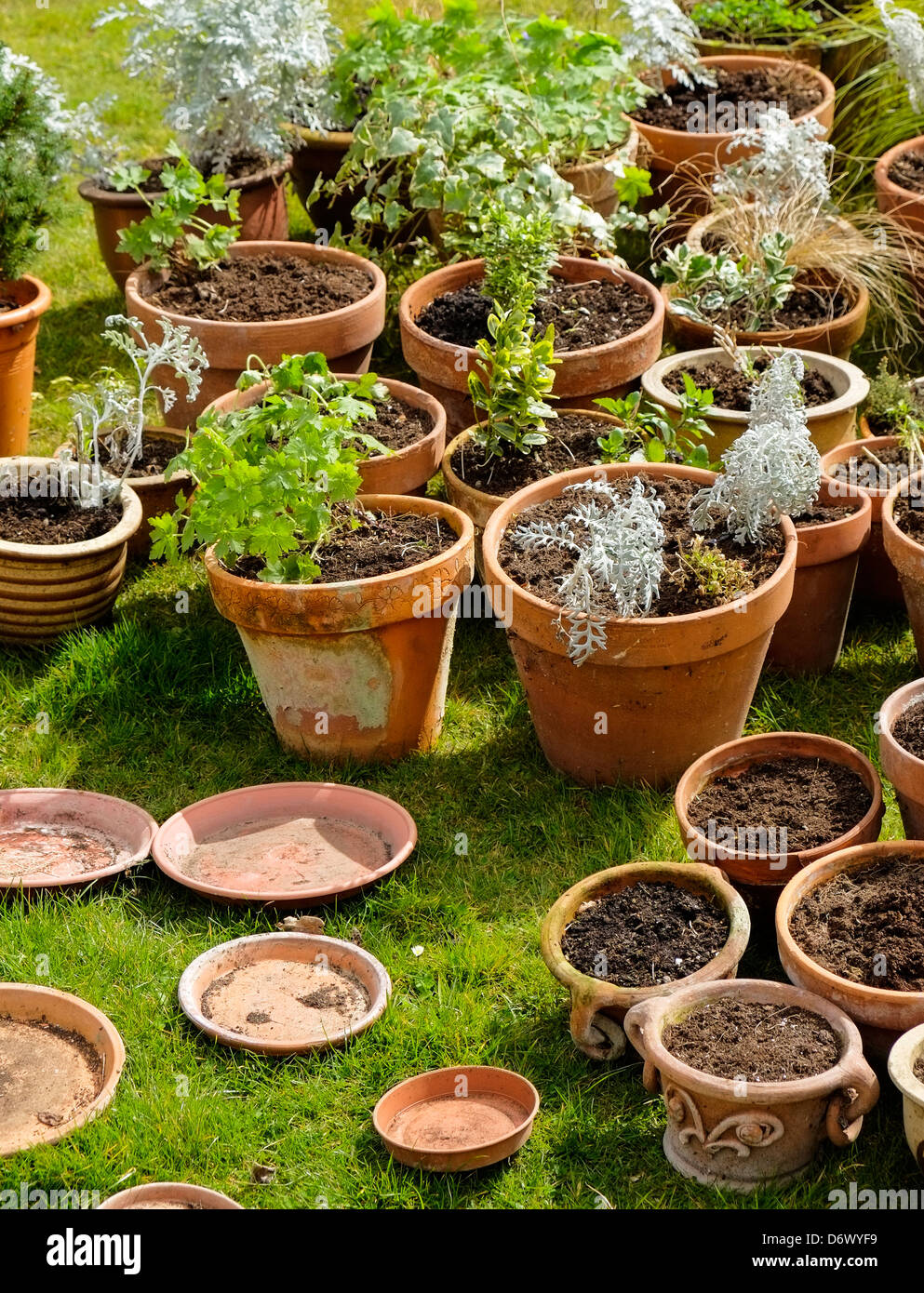 Les plantes dans des pots d'argile. Banque D'Images