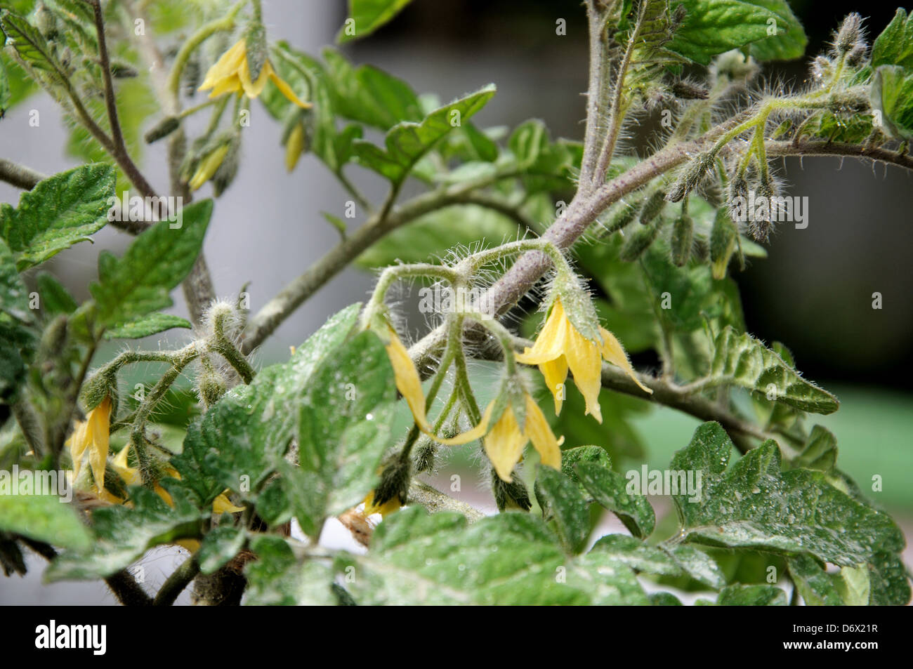 Les fleurs de tomates cerises (Maskotka). Banque D'Images