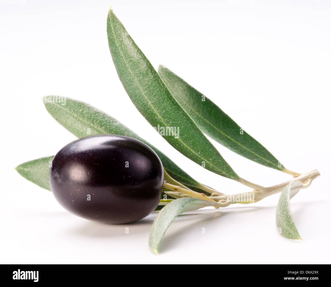 Avec des feuilles d'olive noirs mûrs sur un fond blanc. Banque D'Images