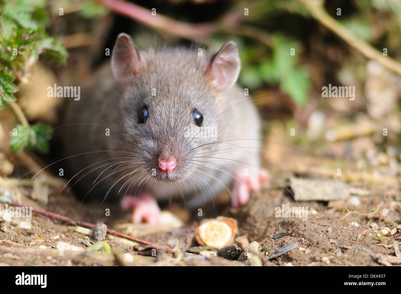 rat brun Banque D'Images