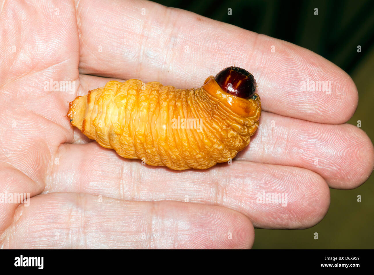 Les larves du charançon du palmier comestible (Rhynchophorus phoenicis) de l'Amazone Banque D'Images