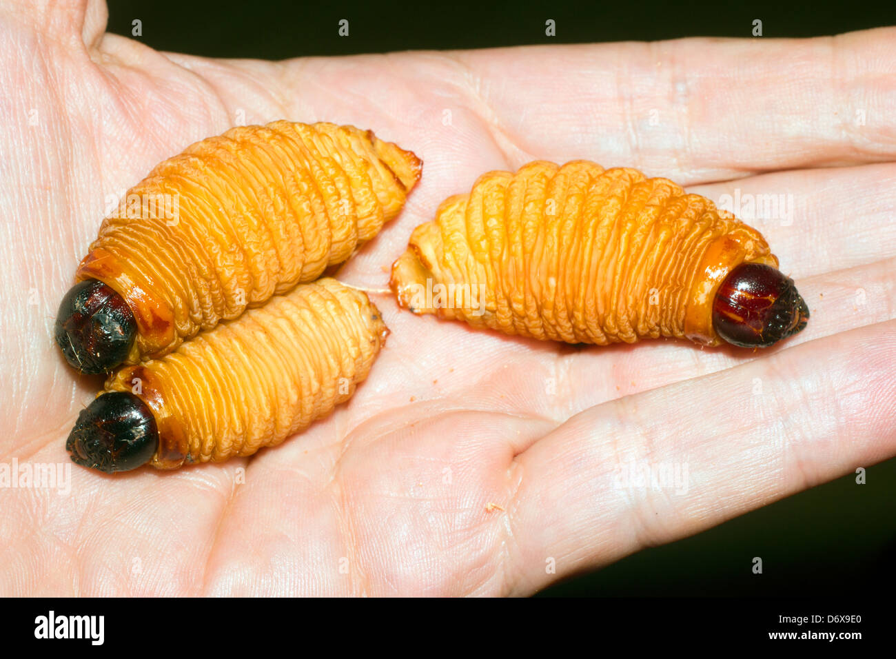 Les larves du charançon du palmier comestible (Rhynchophorus phoenicis) de l'Amazone Banque D'Images