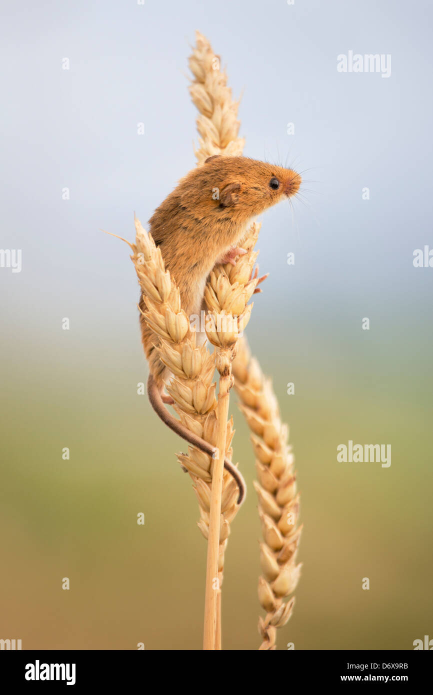 La souris sur la récolte des épis de blé Banque D'Images