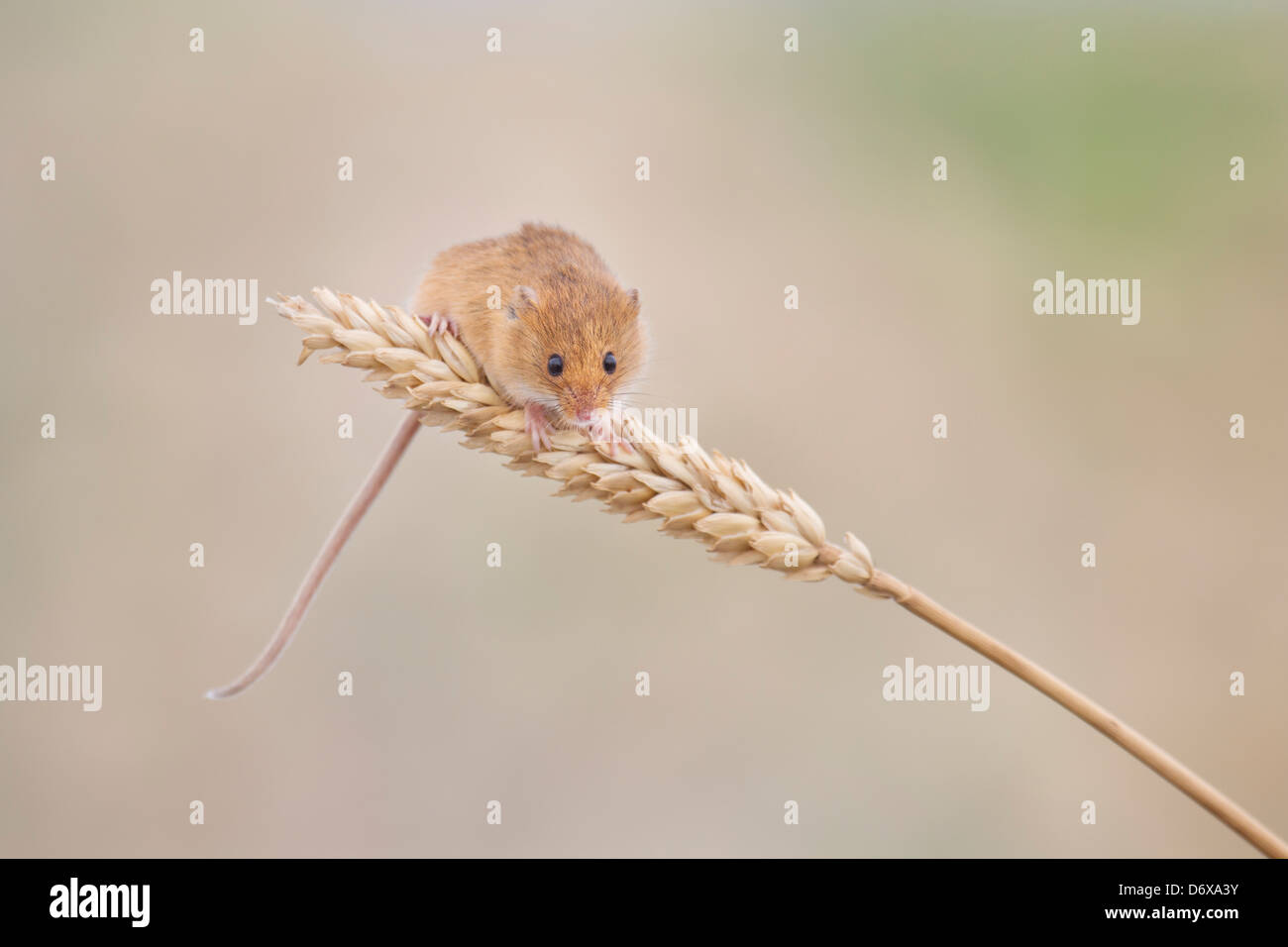 Portrait d'une souris de la récolte Banque D'Images
