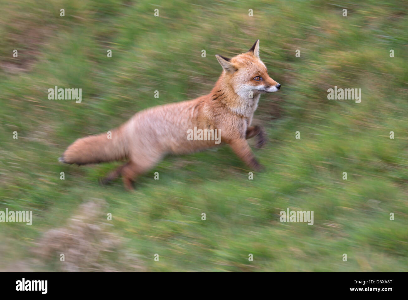 Course de renard roux Banque D'Images