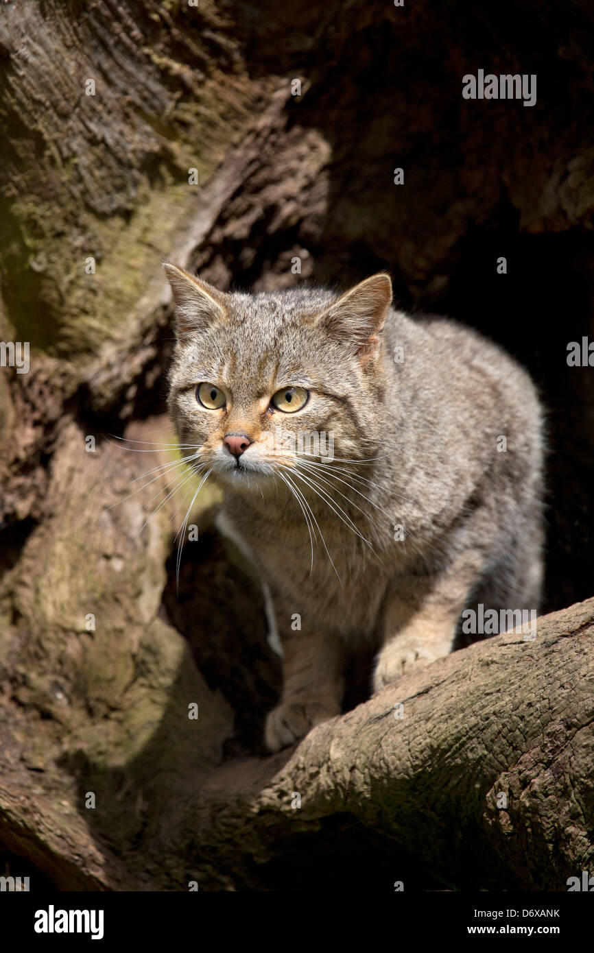 Chat sauvage, Felis silvestris Banque D'Images