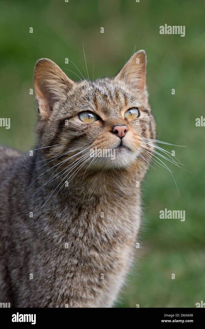 Portrait d'un chat sauvage, Felis silvestris Banque D'Images