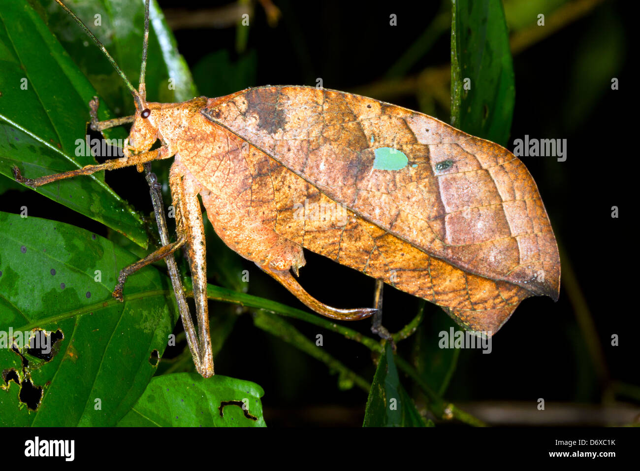 Leaf imiter Katydid dans rainforest, Equateur Banque D'Images