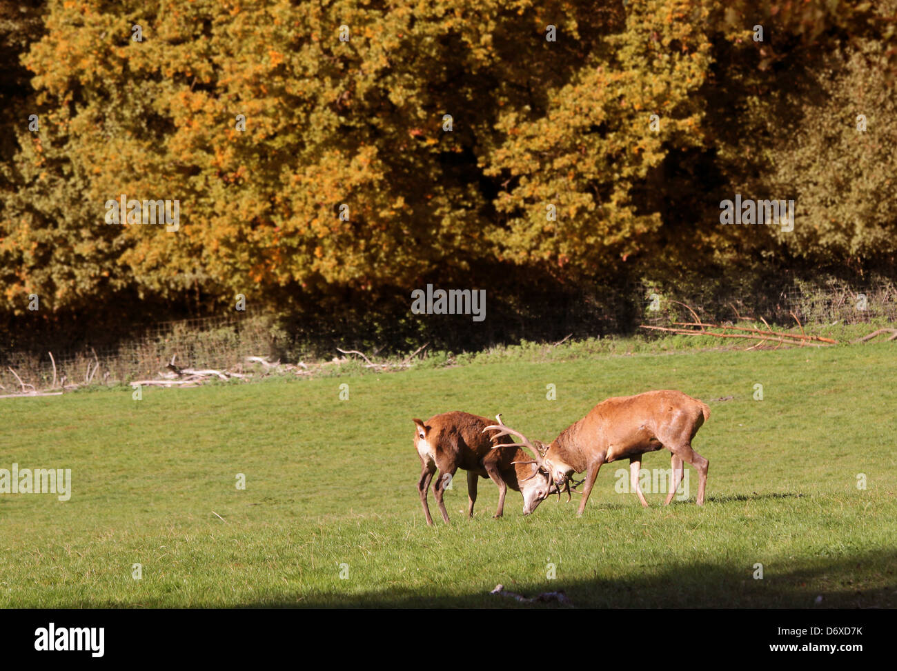 Red Deer forest glade en automne Banque D'Images