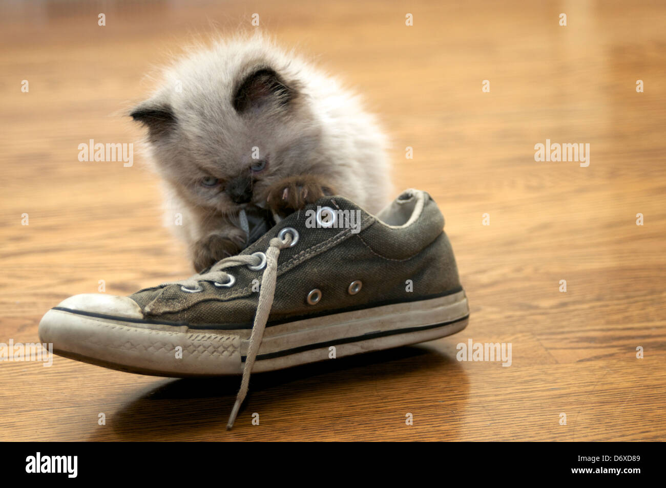 Chaton joue avec lacets Banque D'Images