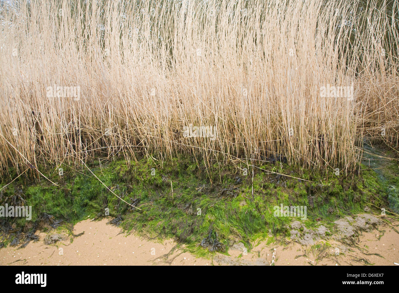 Détail de roseaux au bord de l'eau à marée basse rivière Deben, Suffolk, Angleterre Banque D'Images
