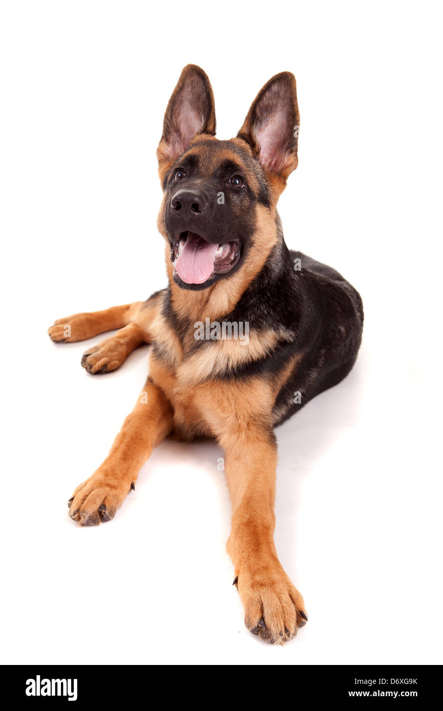 Bebe Berger Allemand Isole Sur Fond Blanc Photo Stock Alamy