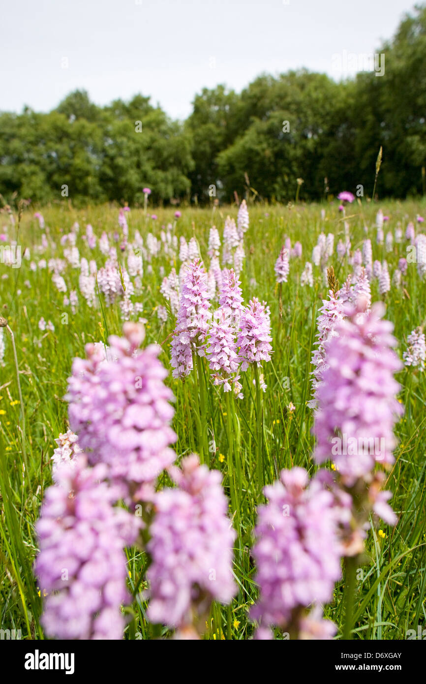 Heath Spotted Orchids croissant sur une prairie humide - Dactylorhiza maculata Banque D'Images