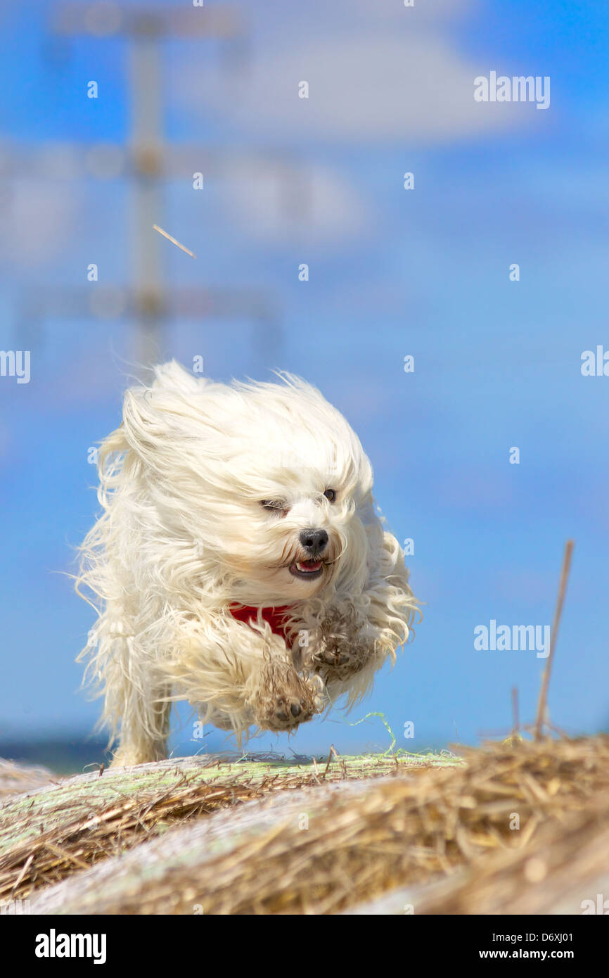 Un Petit Chien A Poil Long Est Execute Sur Des Bottes De Paille Photo Stock Alamy Un Petit Chien A Poil Long Est Execute Sur Des Bottes De Paille Photo Stock Alamy