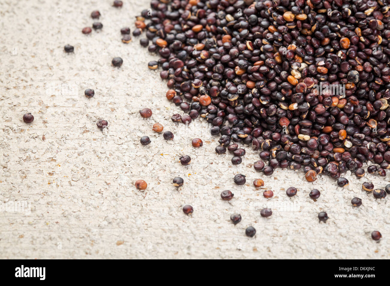 Le quinoa noir des céréales cultivées en Bolivie sur fond de bois grange peint en blanc Banque D'Images