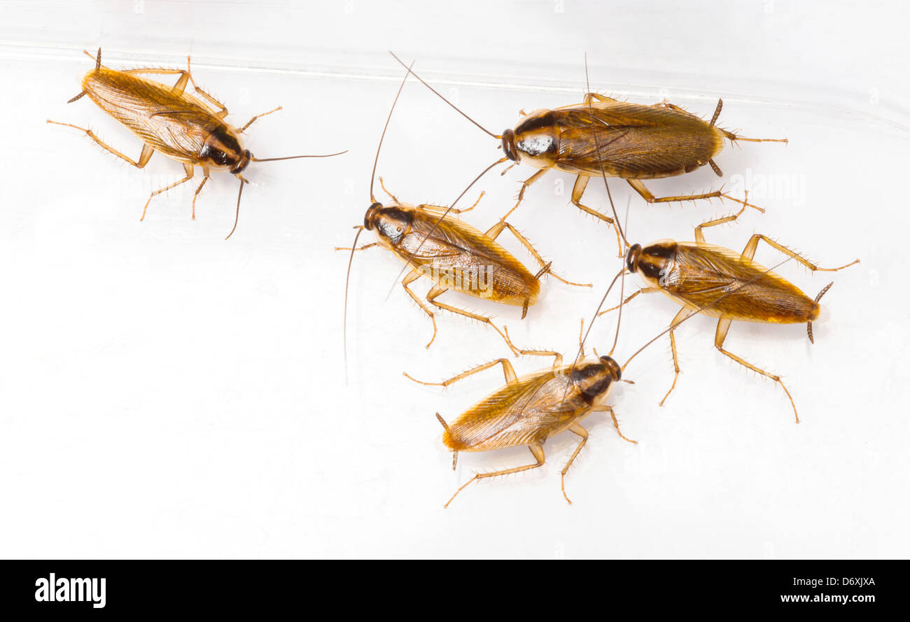 Close up Blattella germanica blatte germanique isolated on white Banque D'Images