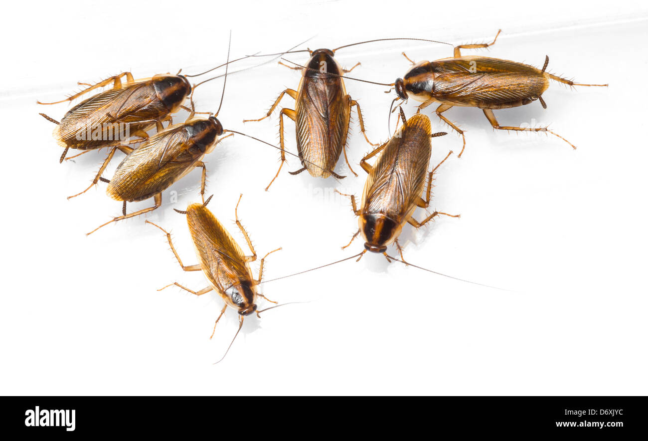 Close up Blattella germanica blatte germanique isolated on white Banque D'Images