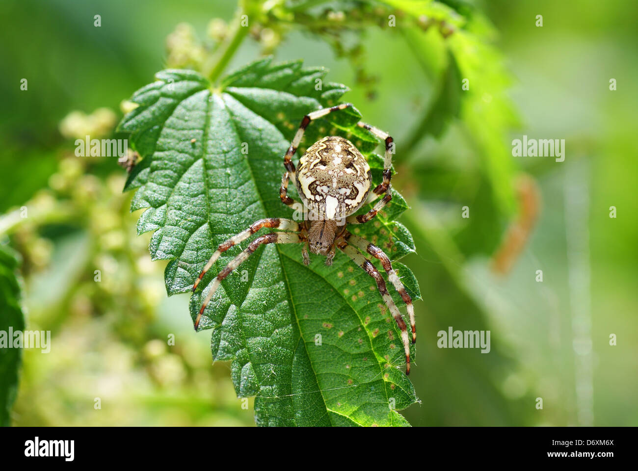 Grosse araignée effrayante sur la feuille verte Banque D'Images
