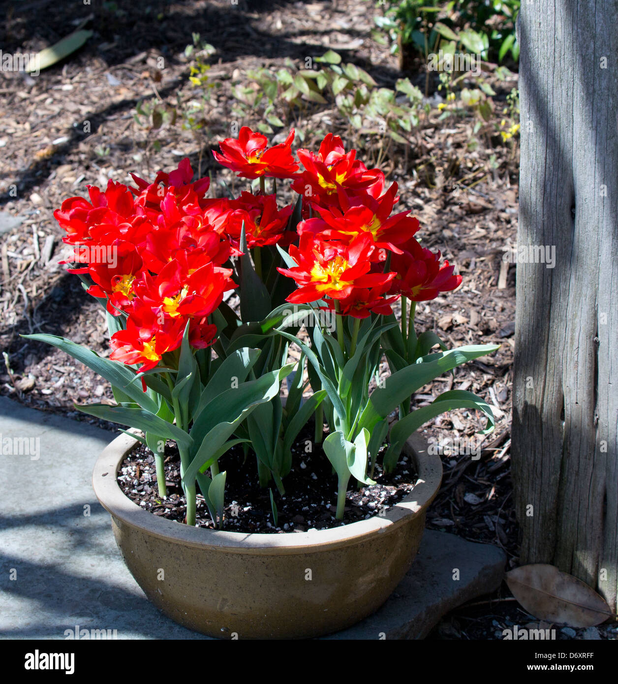 Un bol de fantaisie rouge tulipes. Banque D'Images