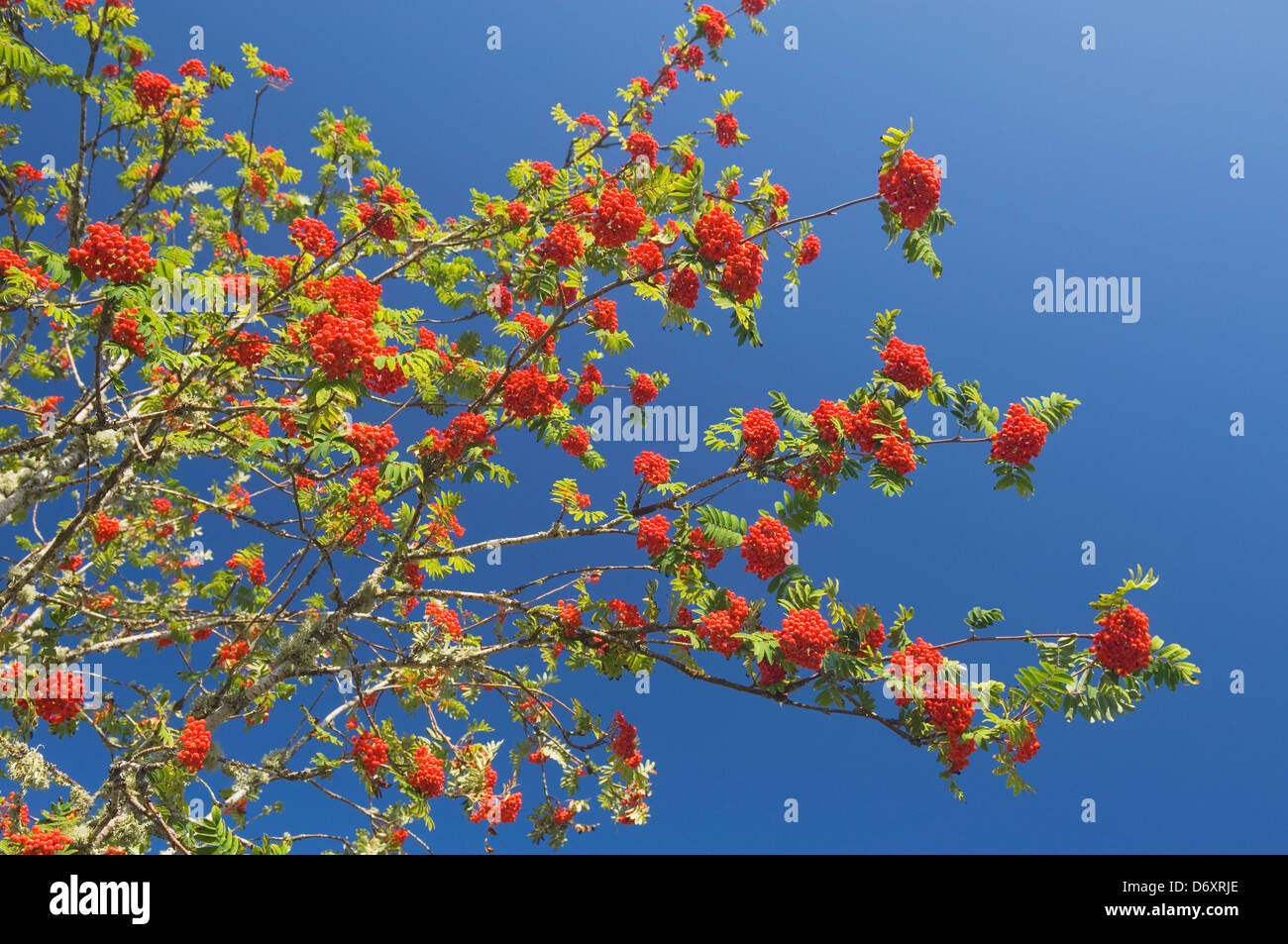 Rowan berries contre un ciel bleu clair - Ross-shire, en Écosse. Banque D'Images