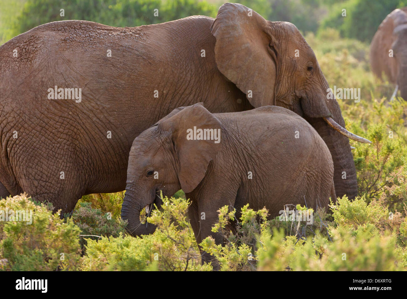 Troupeau d'éléphants dans la savane, Samburu, Kenya Banque D'Images
