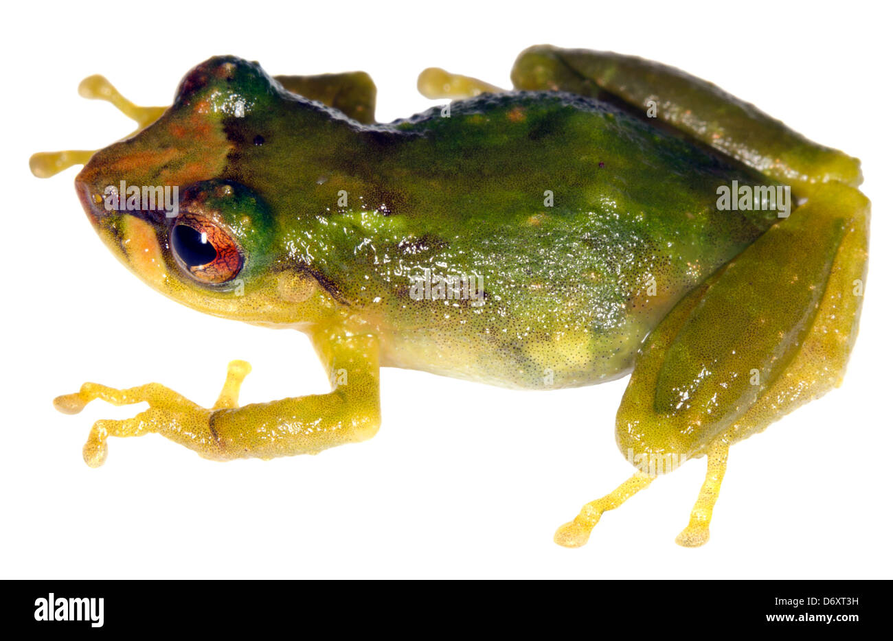 Pristimantis (grenouille pluie lorgnant lacrimosus) de l'Equateur Banque D'Images