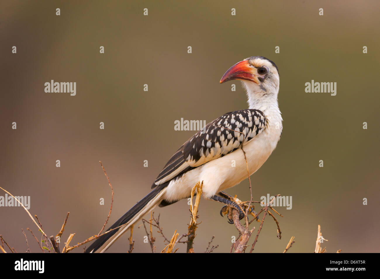 Calao à bec rouge, Samburu, Kenya Banque D'Images