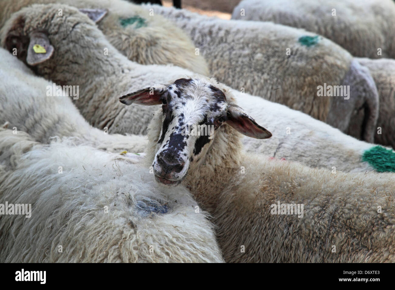 Seul regarder les moutons Banque D'Images