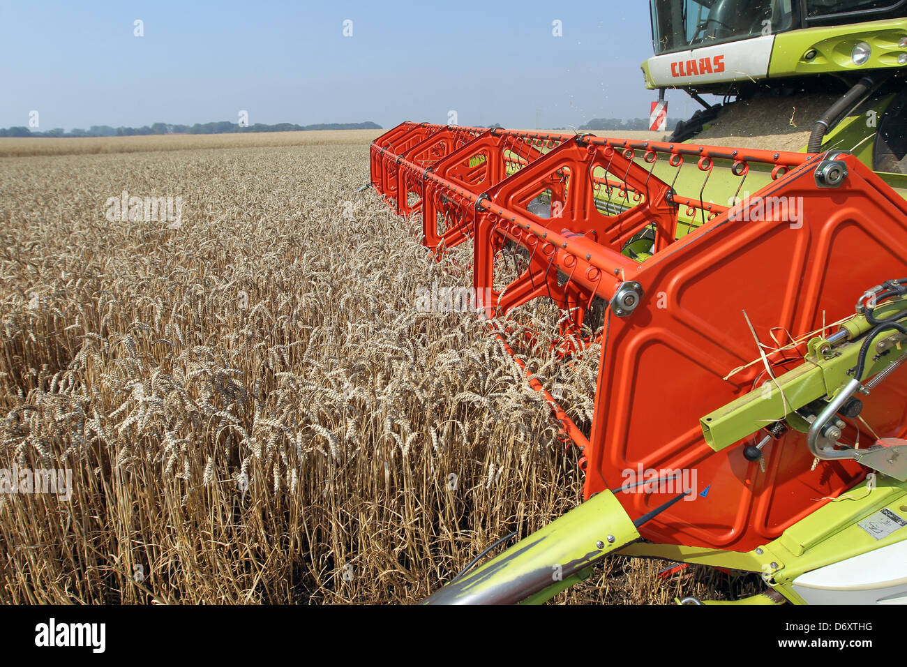 Hassmoor, l'Allemagne, la récolte de blé avec une moissonneuse-batteuse Claas Banque D'Images