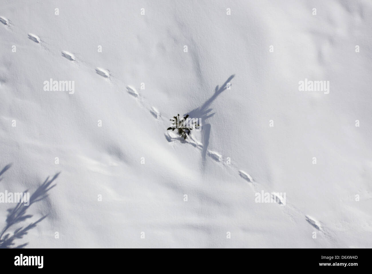 Empreintes dans la neige. Ski à Meribel, France Banque D'Images