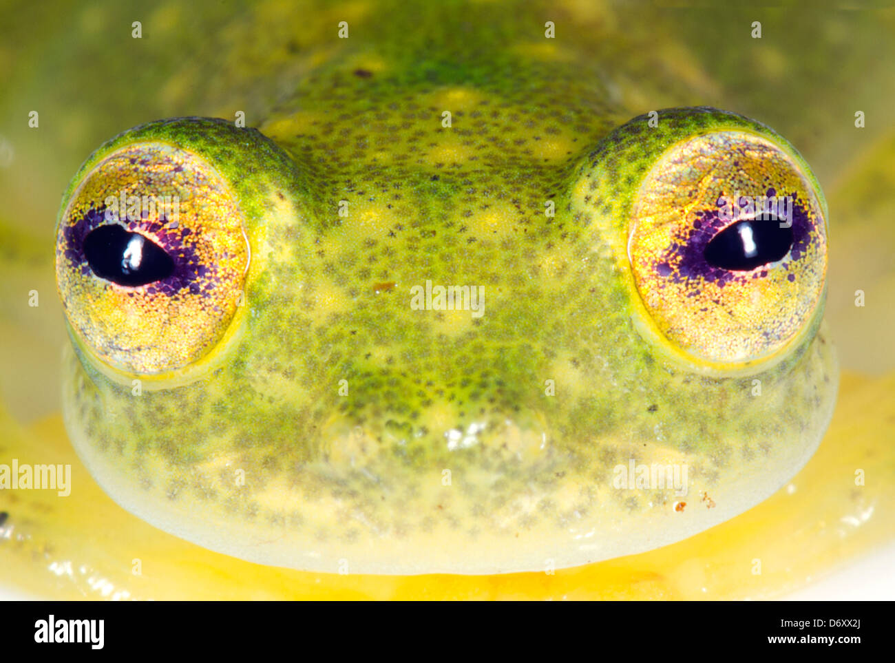 Visage d'une grenouille en verre (Hyalinobatrachium sp.) de l'Amazonie équatorienne Banque D'Images