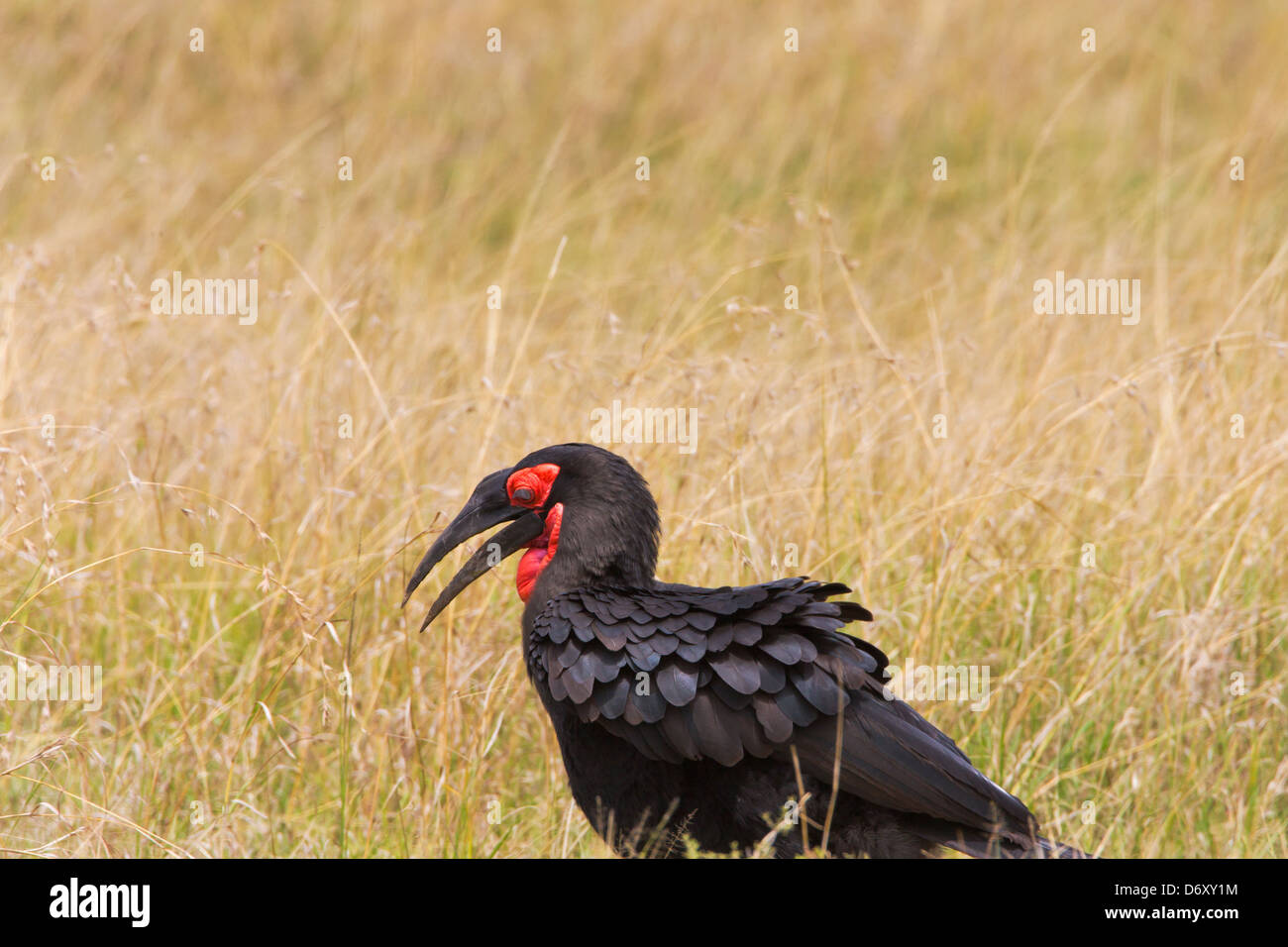Calao, Masai Mara, Kenya Banque D'Images