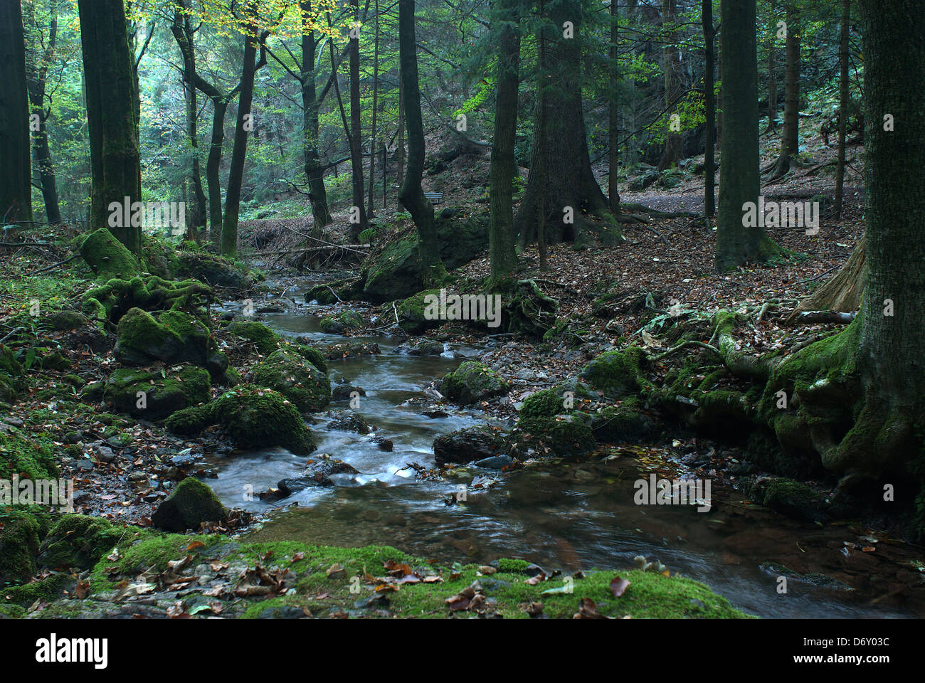 Tabarz, l'Allemagne, le Parc Naturel de la forêt de Thuringe Banque D'Images