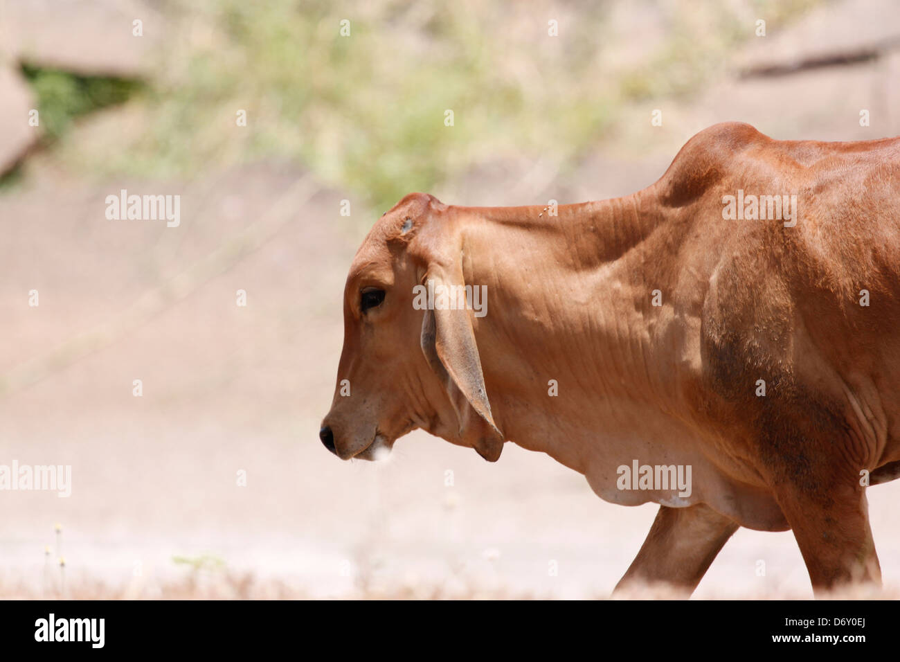 La Vache brune est à quelques rendez-vous à domicile,après son entrée à brouter. Banque D'Images
