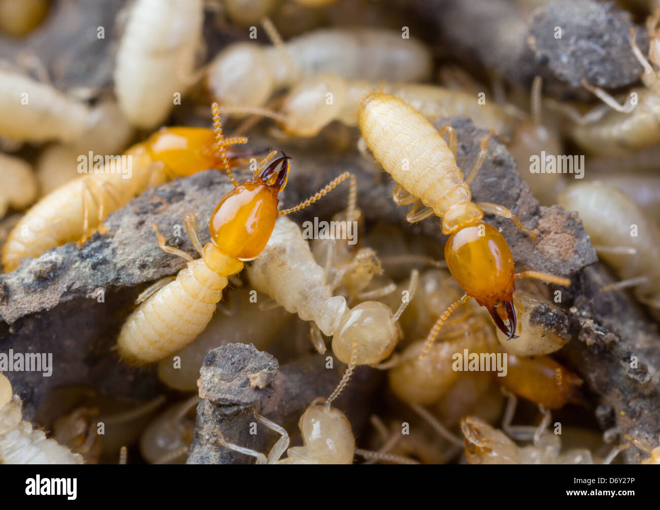 Close up les termites ou fourmis blanches en Thaïlande Banque D'Images