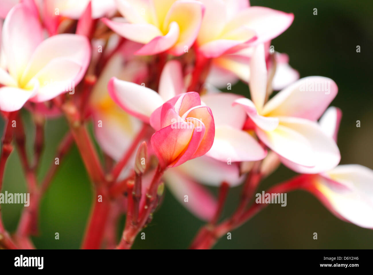 Beaucoup de fleur rose dans le jardin du parc. Banque D'Images