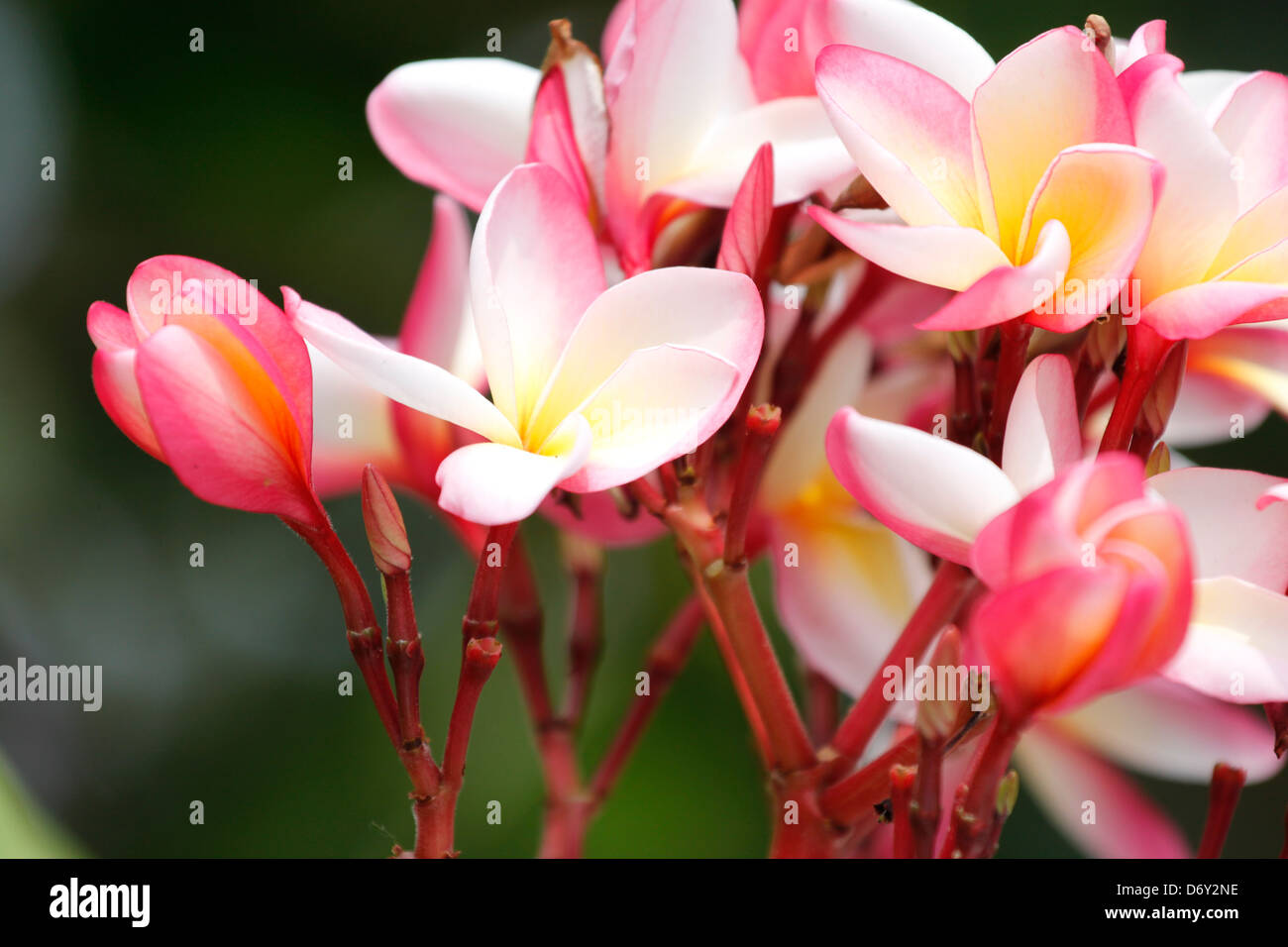 Beaucoup de fleur rose dans le jardin du parc. Banque D'Images