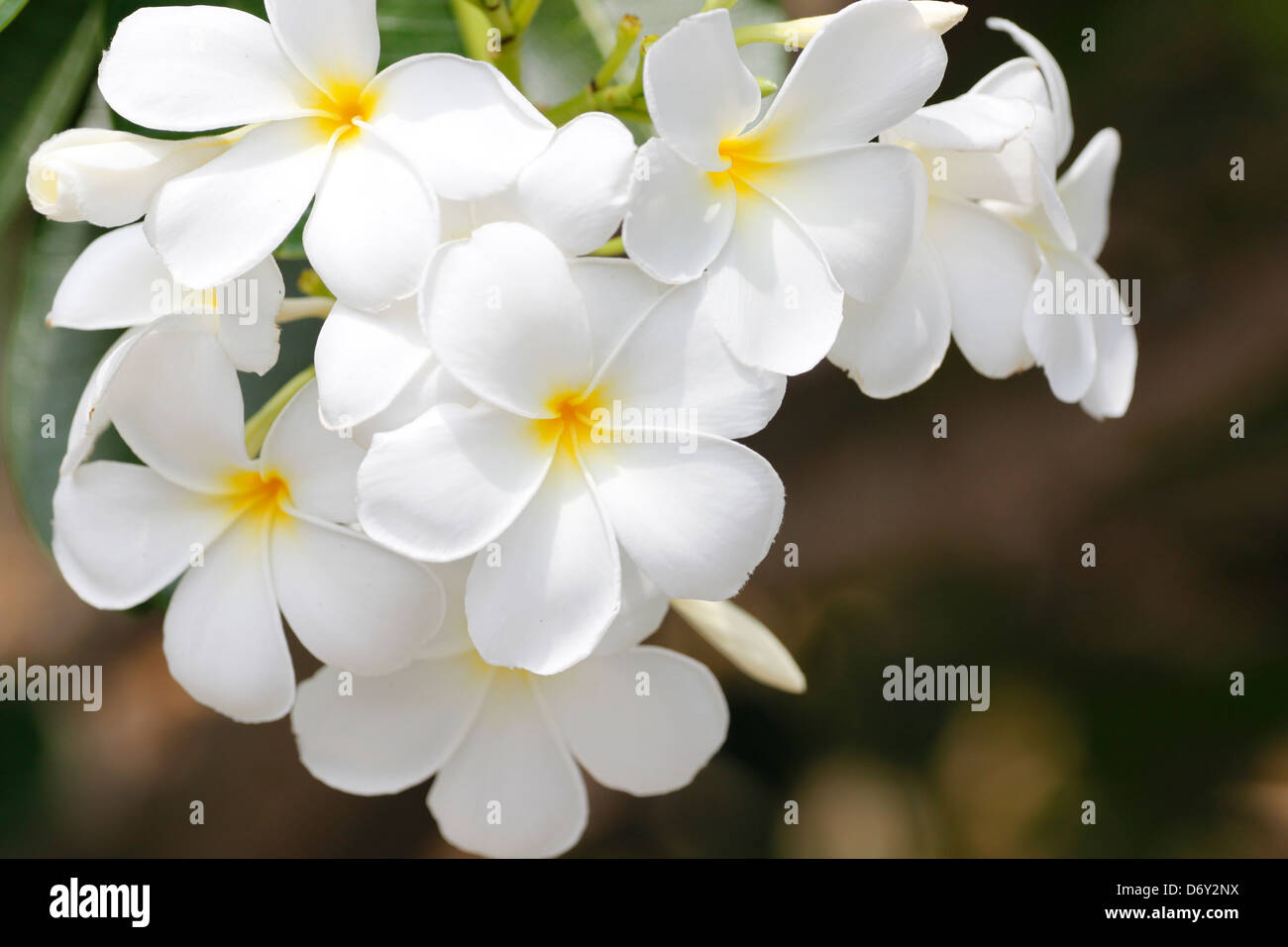 Un bouquet de fleurs blanches dans le jardin du parc. Banque D'Images