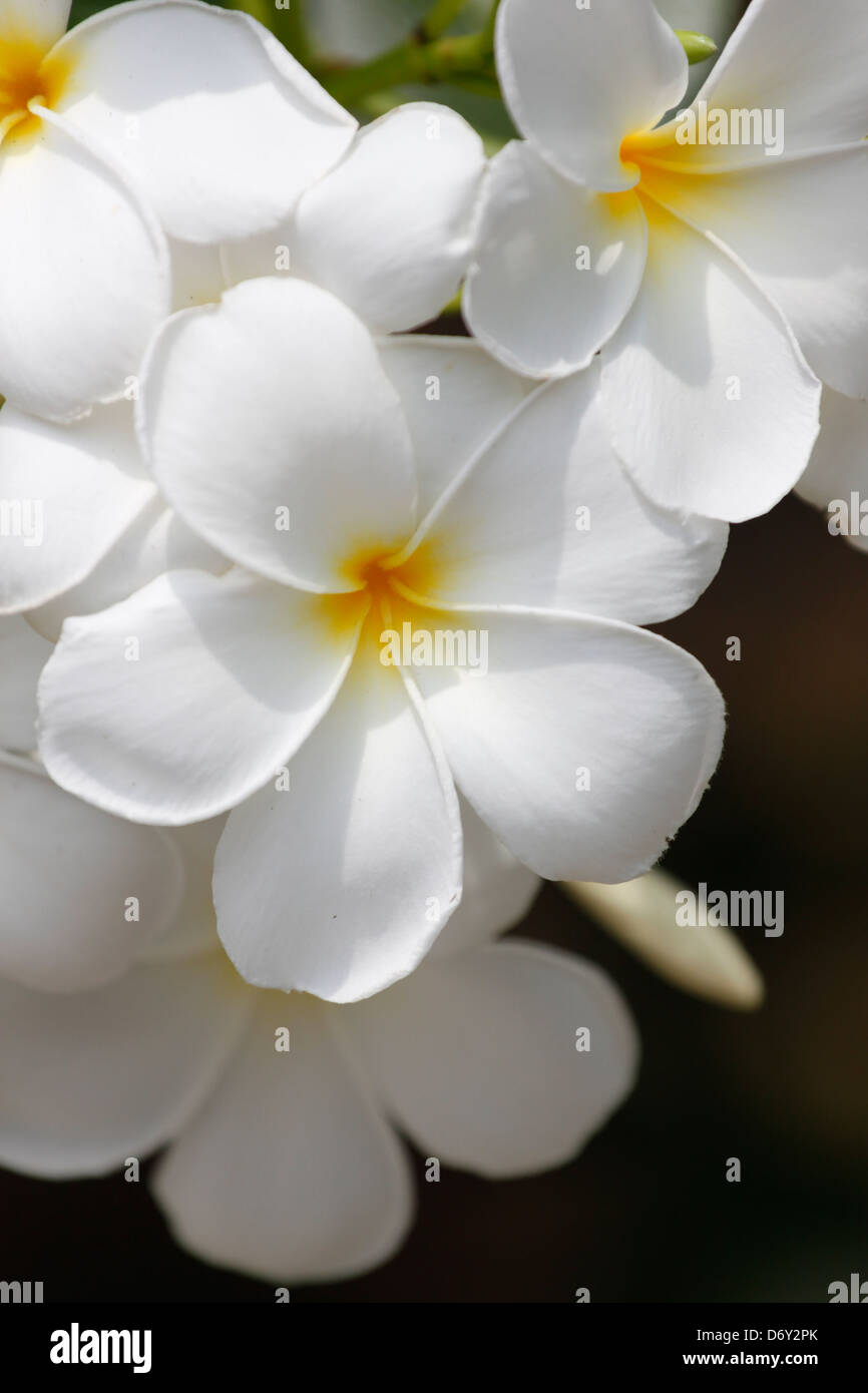 Un bouquet de fleurs blanches dans le jardin du parc. Banque D'Images