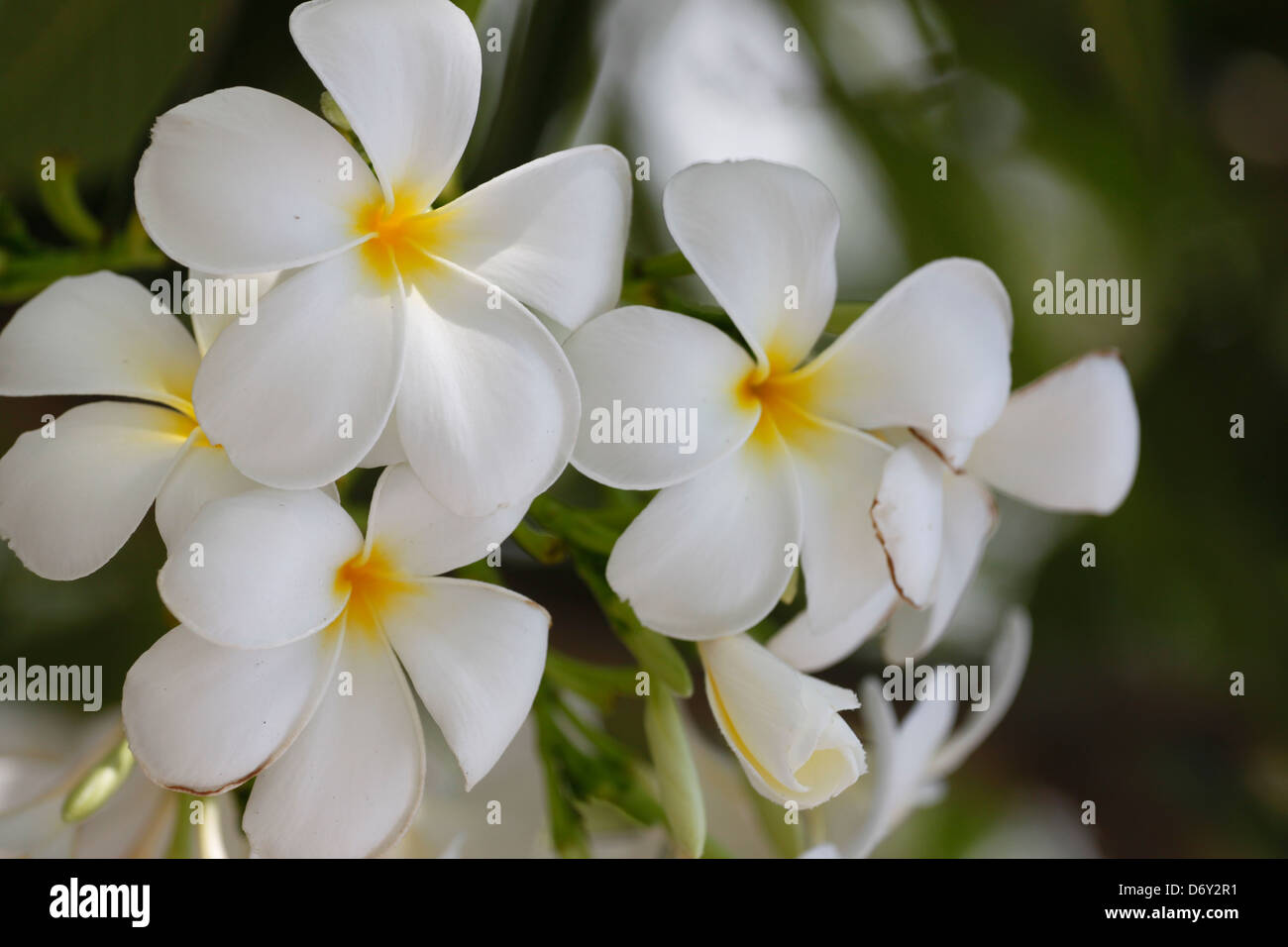 Un bouquet de fleurs blanches dans le jardin du parc. Banque D'Images