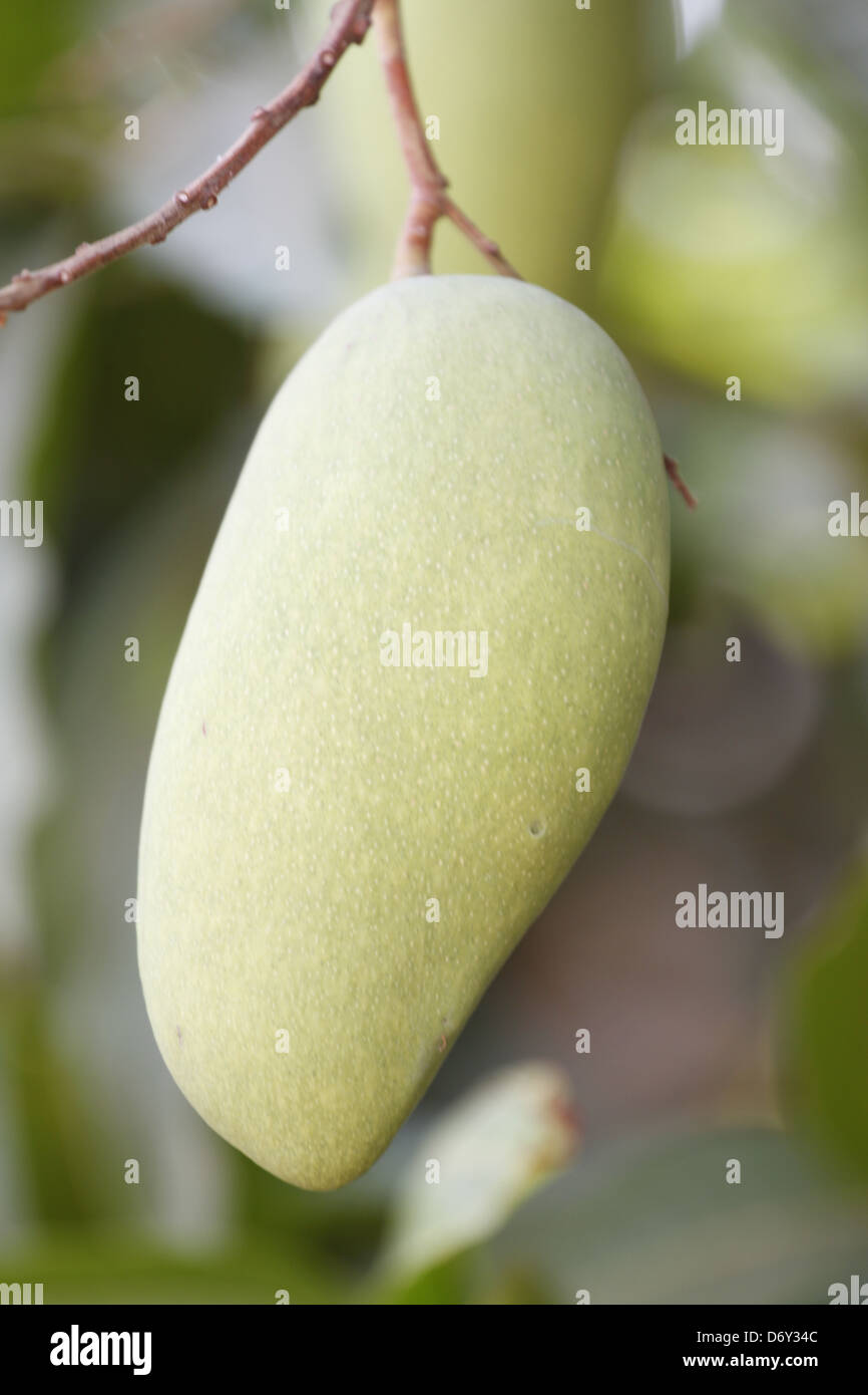 La mangue verte sur l'arbre. Banque D'Images