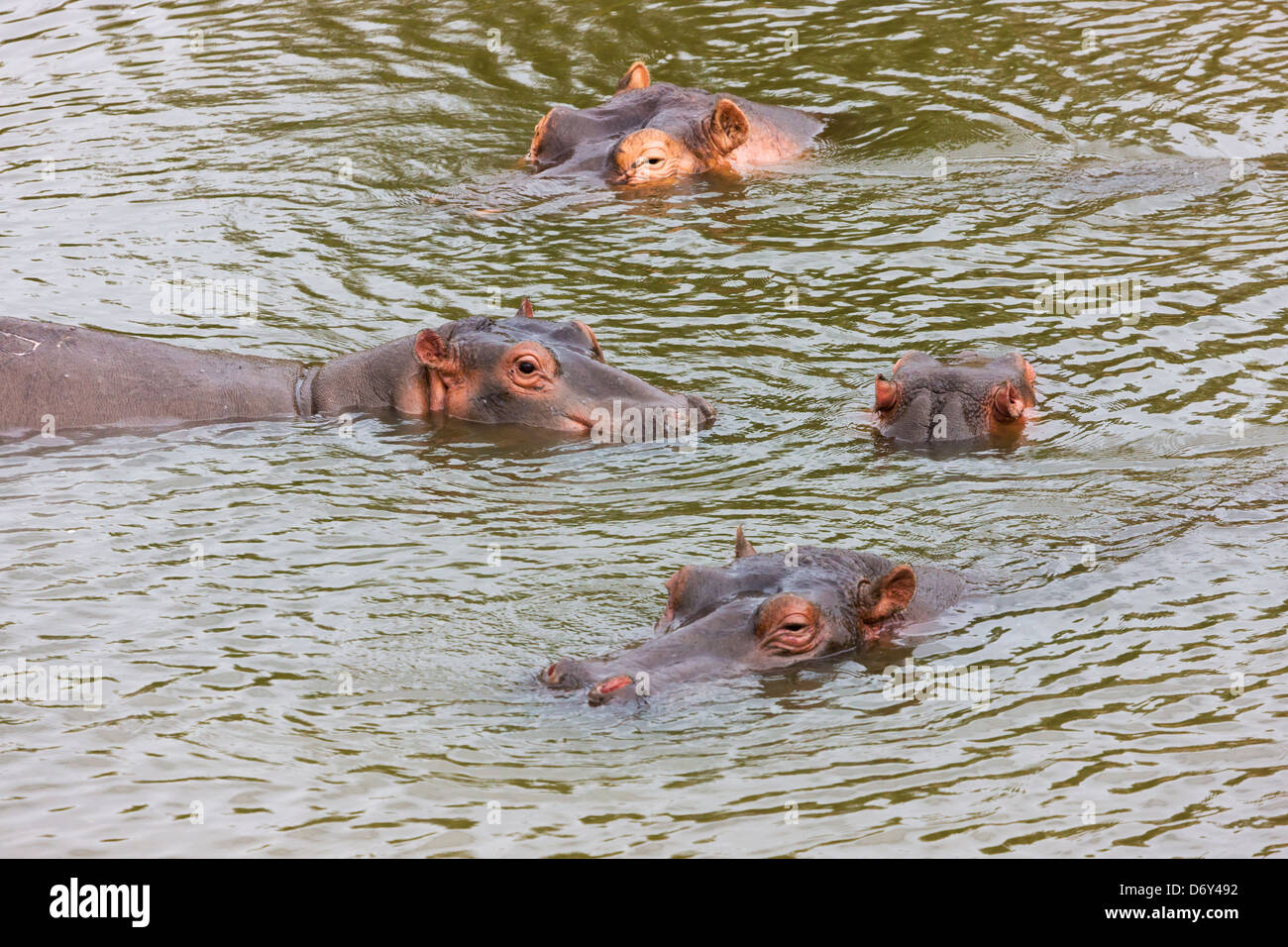 Des hippopotames dans l'eau, Masai Mara, Kenya Banque D'Images
