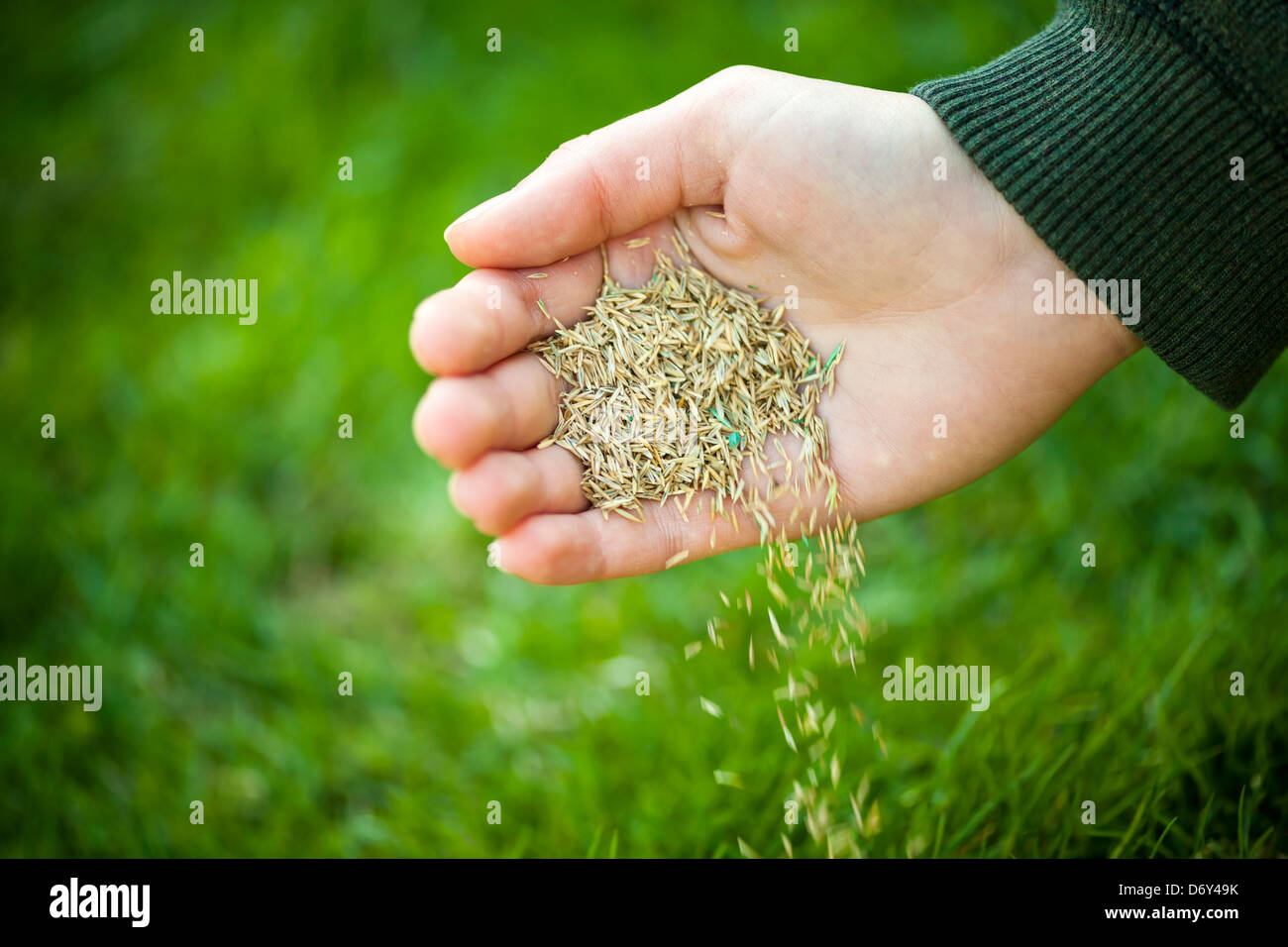 La plantation des semences d'herbe à la main pour le sursemis de pelouses vertes Banque D'Images