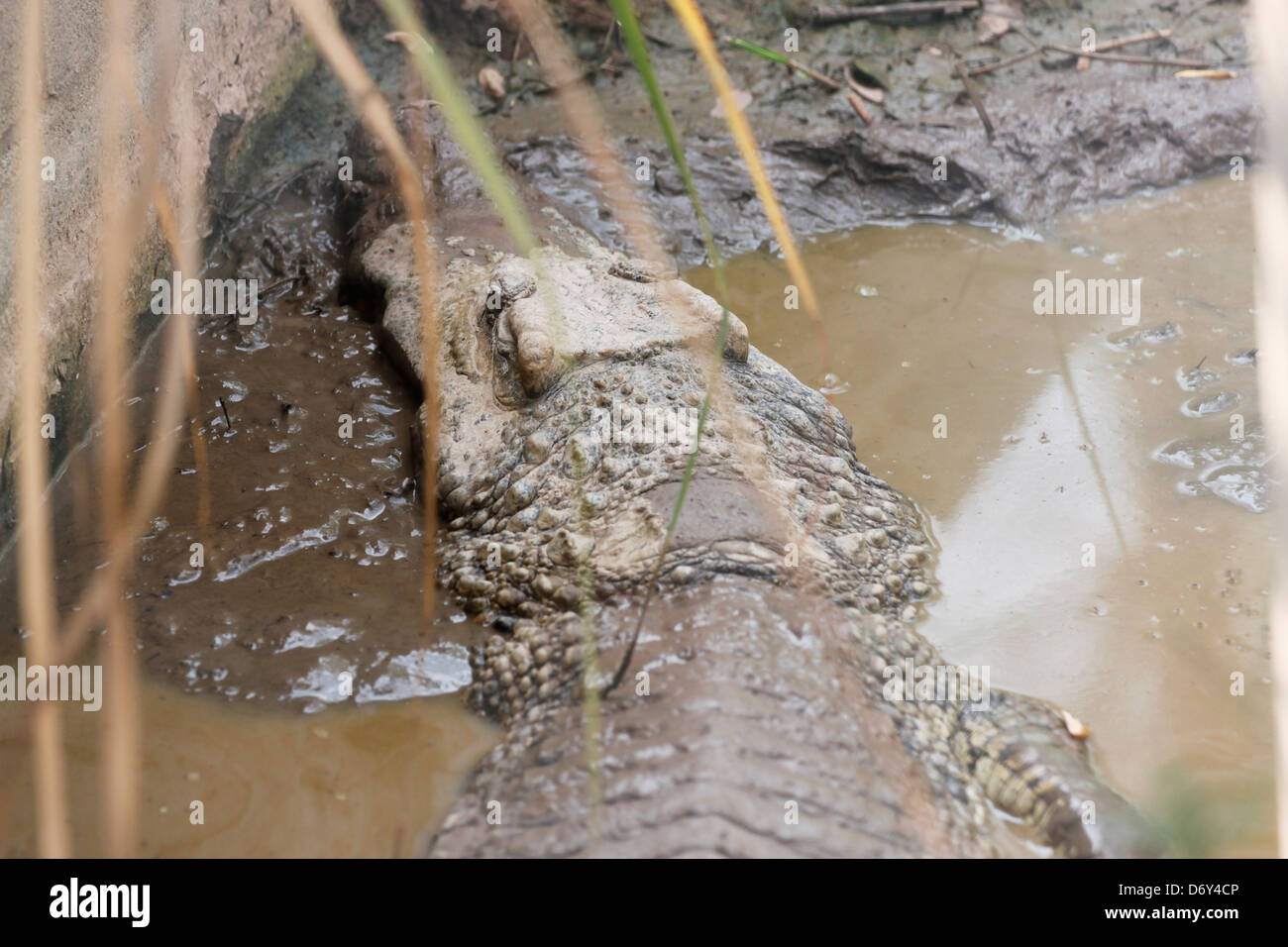 Le Crocodile Relaxation dans les jours chauds. Banque D'Images