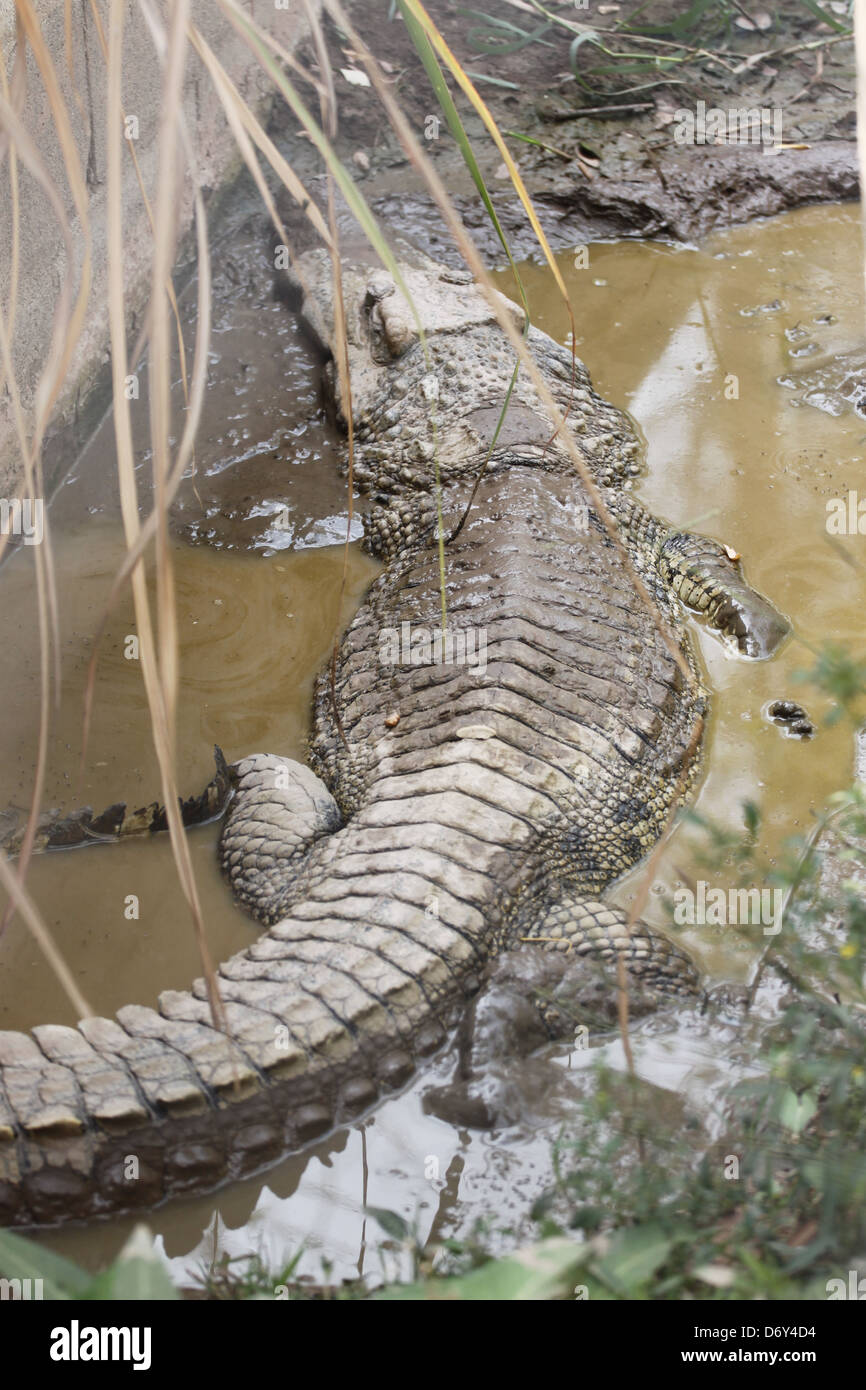 Le Crocodile Relaxation dans les jours chauds. Banque D'Images